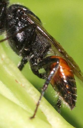 Astata sp.